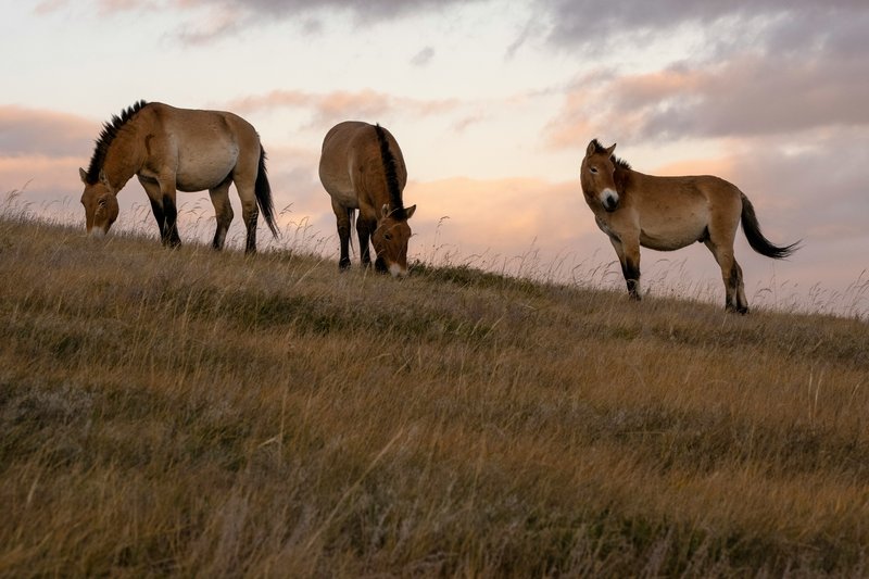 Chevaux en Mongolie