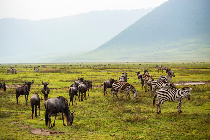 Safari, Arusha, Tanzanie