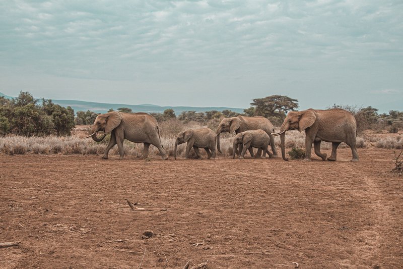 Parc national d&#x27;Arusha, Tanzanie