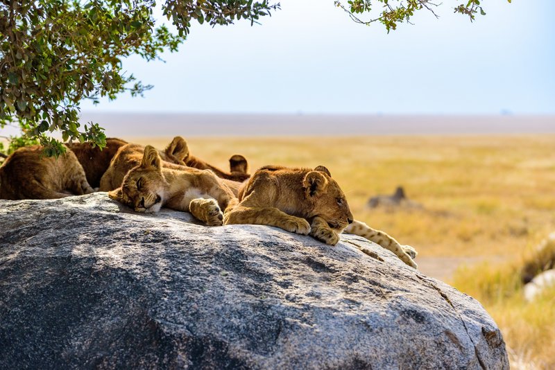 Serengeti, Tanzanie