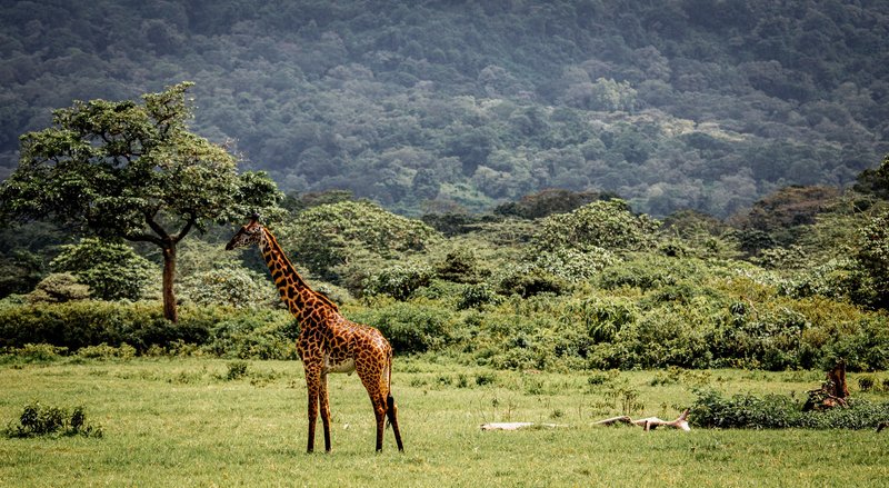 Safari à pied, Arusha, Tanzanie