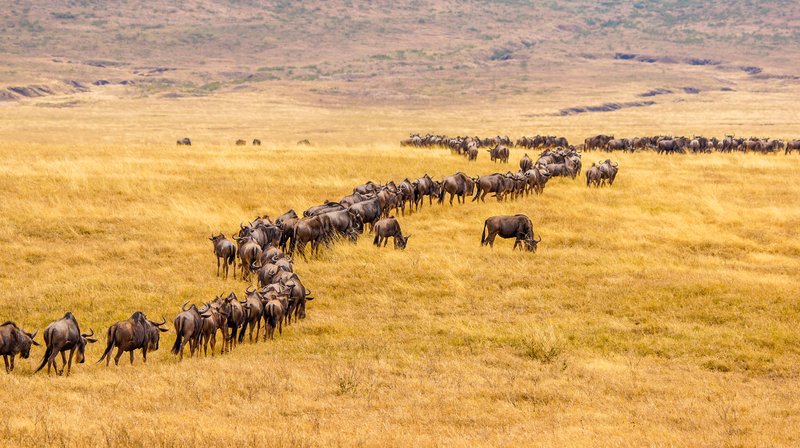 Serengeti, Tanzanie