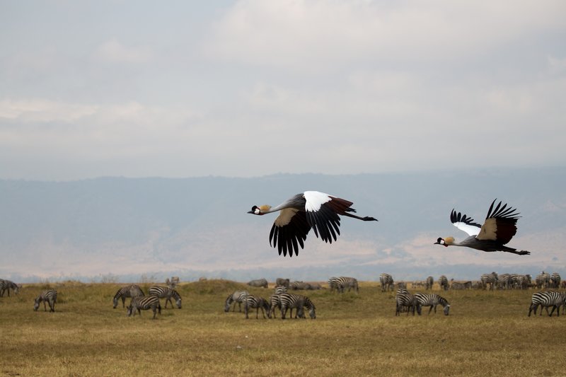 Serengeti, Tanzanie