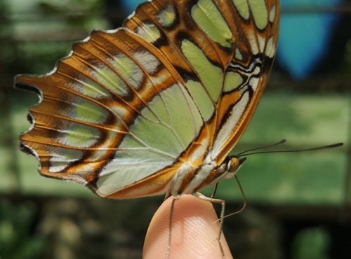 Souvenir du voyage de Salvatore, Costa Rica