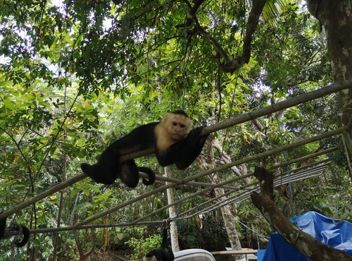 Souvenir du voyage de Salvatore, Costa Rica