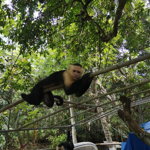 Souvenir du voyage de Salvatore, Costa Rica