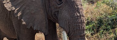 Souvenir du voyage de Élodie, Tanzanie