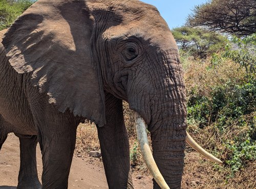 Souvenir du voyage de Élodie, Tanzanie