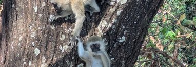 Souvenir du voyage de Élodie, Tanzanie