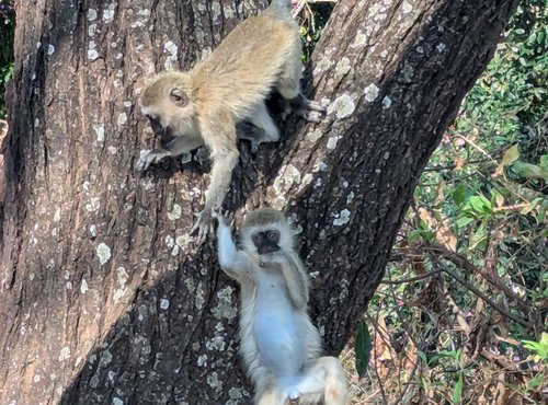 Souvenir du voyage de Élodie, Tanzanie