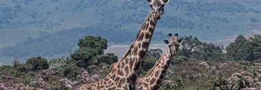 Souvenir du voyage de Élodie, Tanzanie