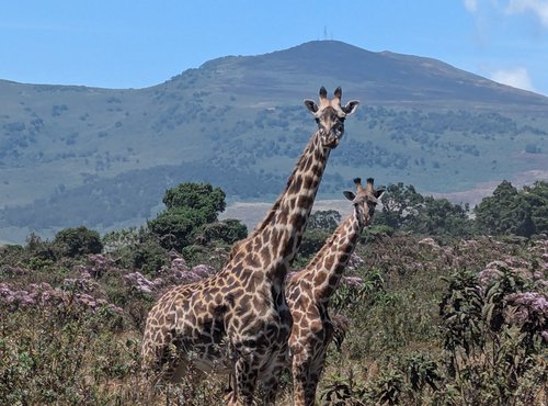 Souvenir du voyage de Élodie, Tanzanie