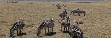 Souvenir du voyage de Élodie, Tanzanie