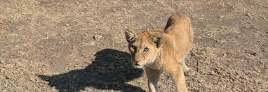 Souvenir du voyage de Élodie, Tanzanie