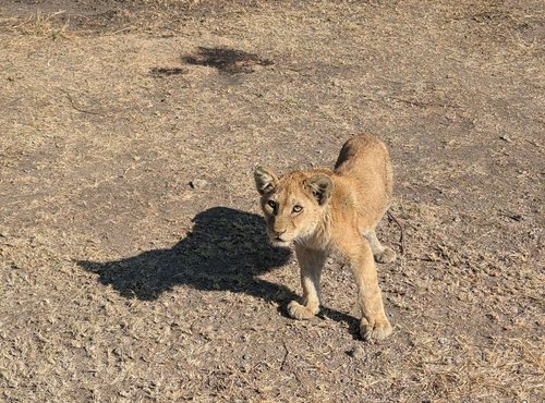 Souvenir du voyage de Élodie, Tanzanie