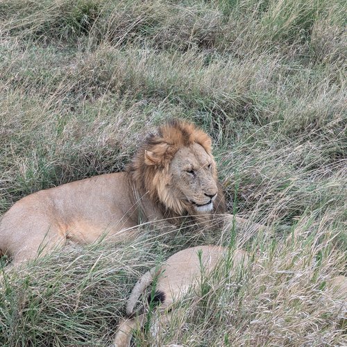 Souvenir du voyage de Élodie, Tanzanie