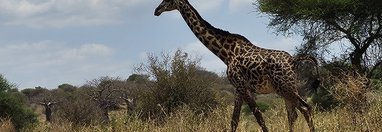 Souvenir du voyage de Déborah, Tanzanie