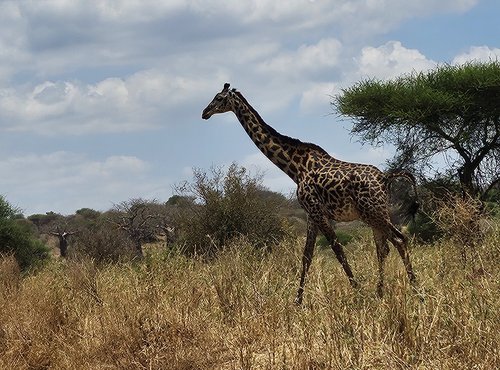 Souvenir du voyage de Déborah, Tanzanie