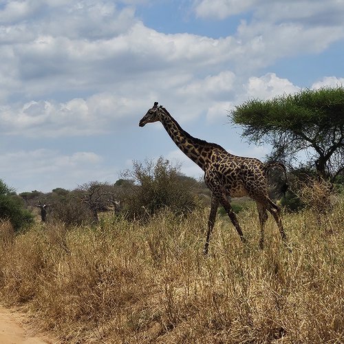 Souvenir du voyage de Déborah, Tanzanie