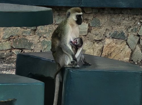 Souvenir du voyage de Déborah, Tanzanie