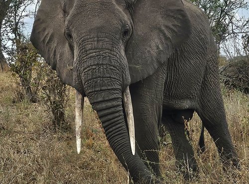 Souvenir du voyage de Déborah, Tanzanie