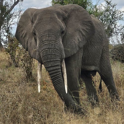 Souvenir du voyage de Déborah, Tanzanie