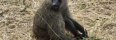 Souvenir du voyage de Déborah, Tanzanie