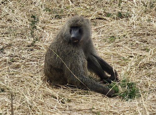 Souvenir du voyage de Déborah, Tanzanie