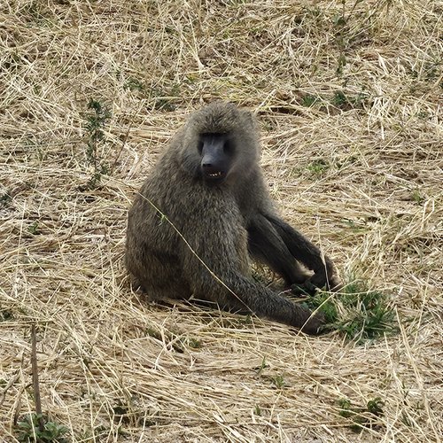 Souvenir du voyage de Déborah, Tanzanie