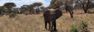 Souvenir du voyage de Guillaume, Tanzanie