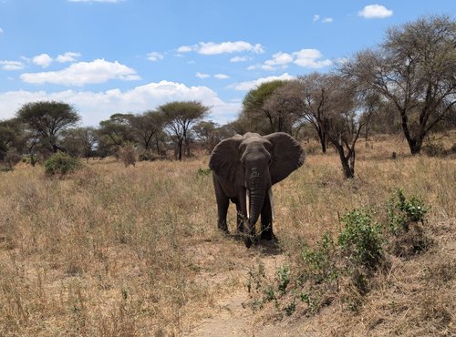 Souvenir du voyage de Guillaume, Tanzanie