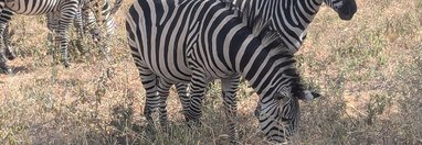 Souvenir du voyage de Guillaume, Tanzanie