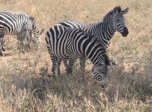 Souvenir du voyage de Guillaume, Tanzanie