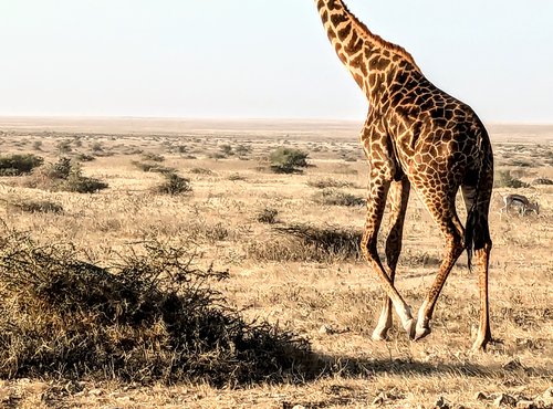 Souvenir du voyage de Guillaume, Tanzanie