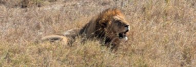 Souvenir du voyage de Guillaume, Tanzanie