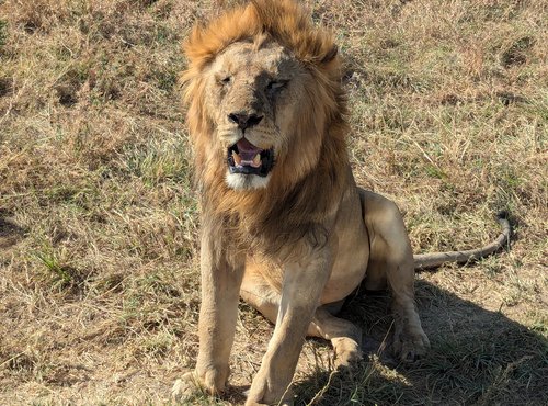 Souvenir du voyage de Guillaume, Tanzanie