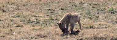 Souvenir du voyage de Guillaume, Tanzanie