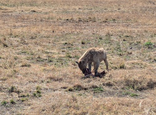 Souvenir du voyage de Guillaume, Tanzanie