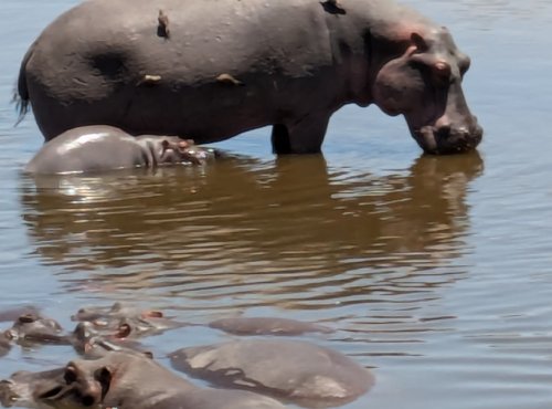 Souvenir du voyage de Cécile, Tanzanie