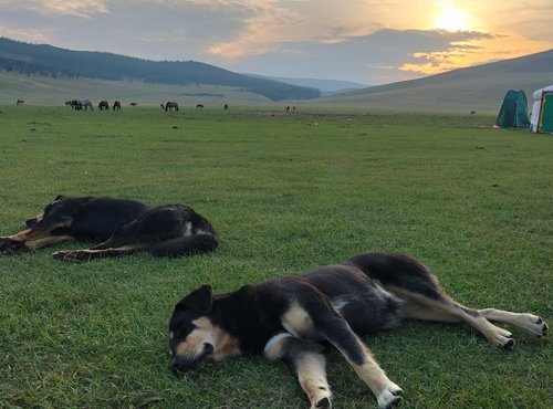 Souvenir du voyage de Pascal, Mongolie