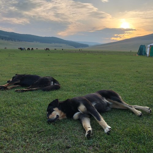 Souvenir du voyage de Pascal, Mongolie