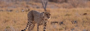 Souvenir du voyage de Laurent, Namibie