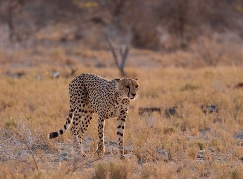 Souvenir du voyage de Laurent, Namibie