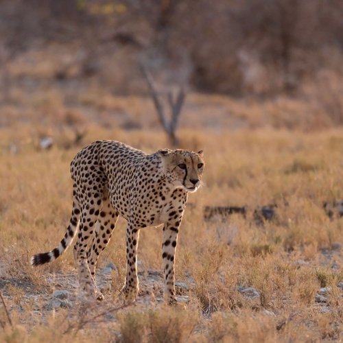 Souvenir du voyage de Laurent, Namibie