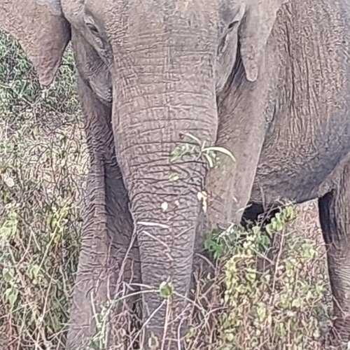 Souvenir du voyage de Nathalie, Sri Lanka