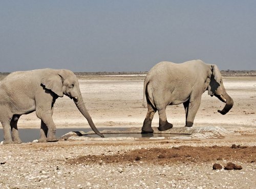 Souvenir du voyage de Sandrine, Namibie