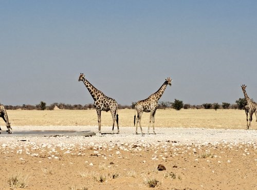 Souvenir du voyage de Sandrine, Namibie