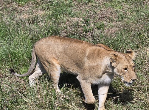 Souvenir du voyage de Raphaël, Kenya