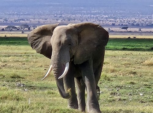 Souvenir du voyage de Raphaël, Kenya