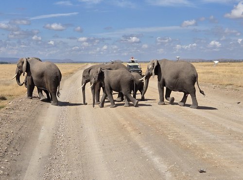 Souvenir du voyage de Raphaël, Kenya